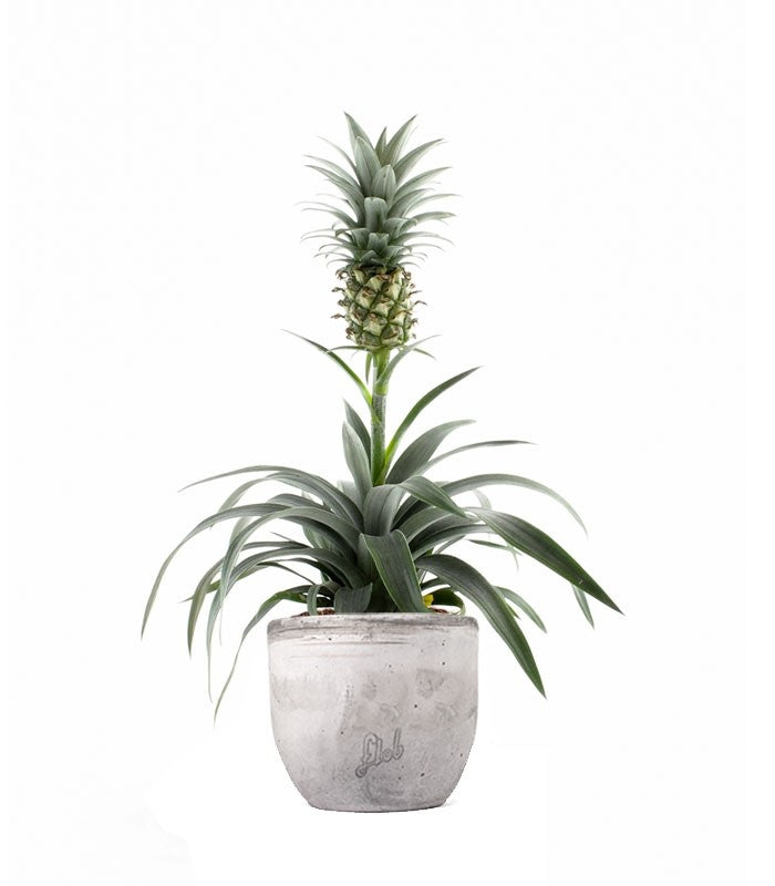Pineapple Corona| Pianta ananas