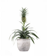 Pineapple Corona| Pianta ananas