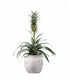 Pineapple Corona| Pianta ananas