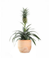 Pineapple Corona| Pianta ananas