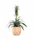 Pineapple Corona| Pianta ananas