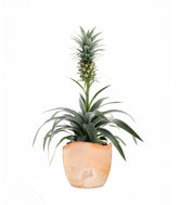 Pineapple Corona| Pianta ananas