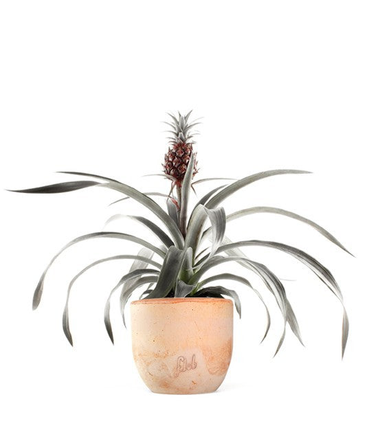 Pineapple Pacifico | Ananas Rossa