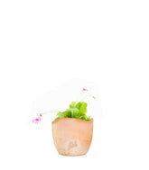 Pinguicola Tina