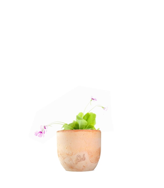 Pinguicola Tina