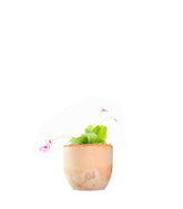 Pinguicola Tina