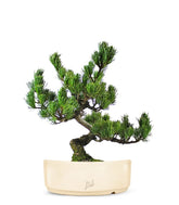 Pino Pentaphilla Giapponese