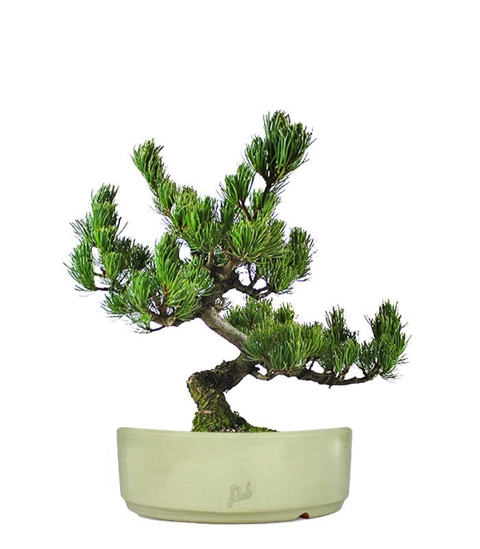 Pino Pentaphilla Giapponese
