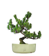 Pino Pentaphilla Giapponese
