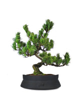 Pino Pentaphilla Giapponese