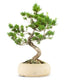 Pinus Pentaphilla