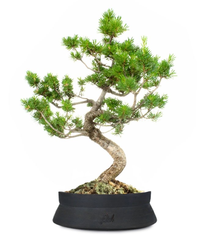 Pinus Pentaphilla