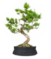 Pinus Pentaphilla