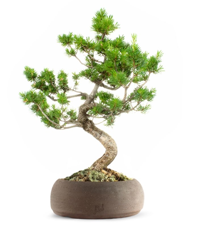 Pinus Pentaphilla