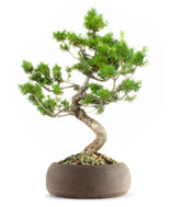 Pinus Pentaphilla