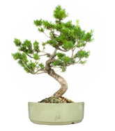 Pinus Pentaphilla