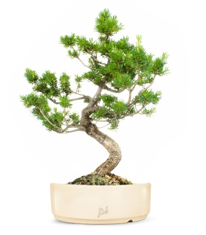 Pinus Pentaphilla
