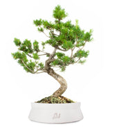 Pinus Pentaphilla