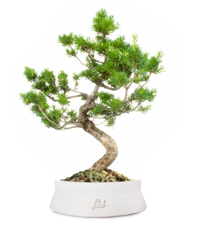 Pinus Pentaphilla