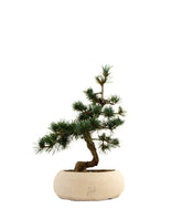 Pinus Pentaphilla M