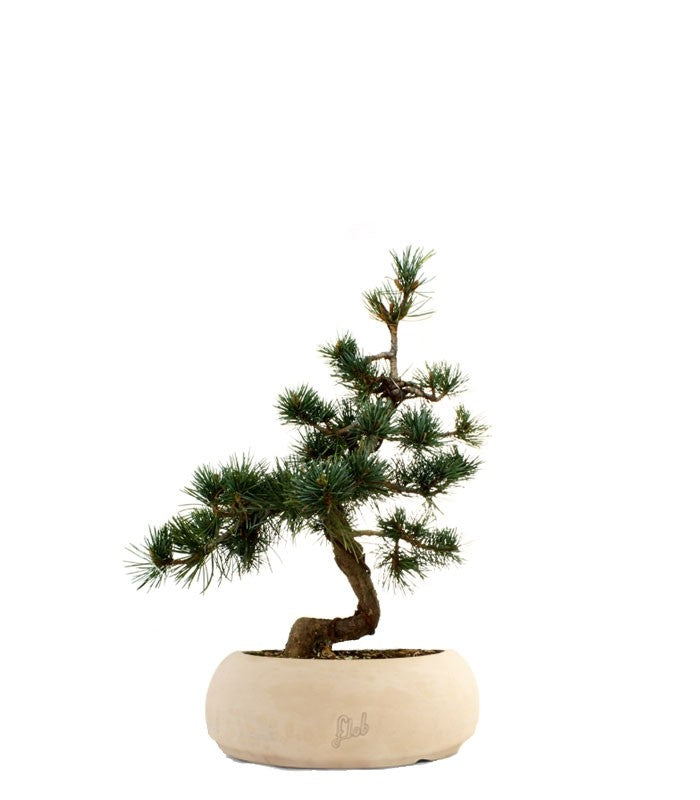 Pinus Pentaphilla M