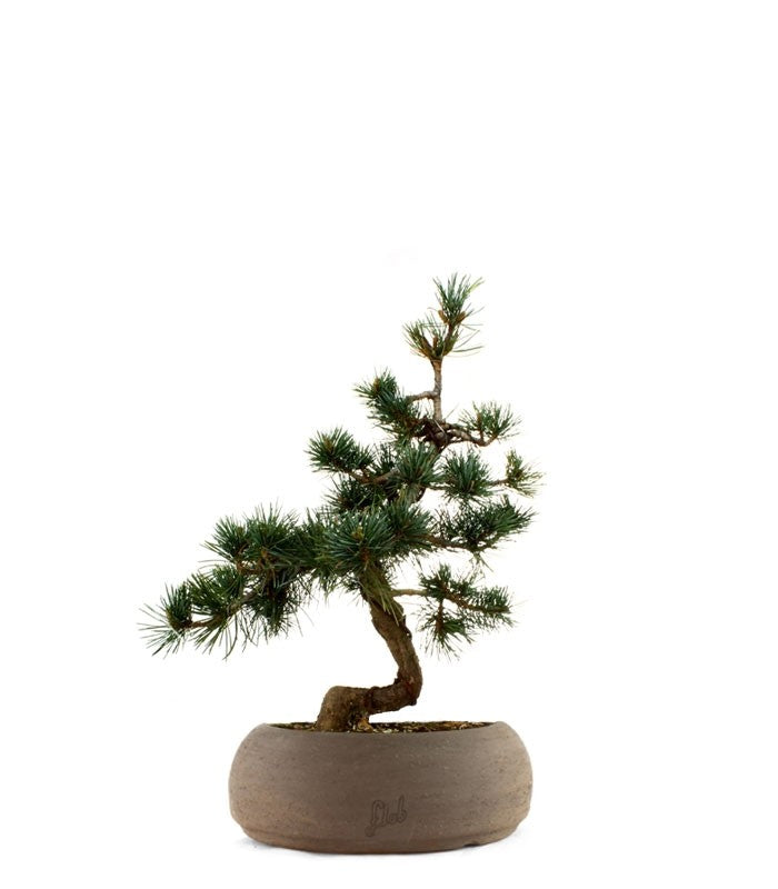 Pinus Pentaphilla M