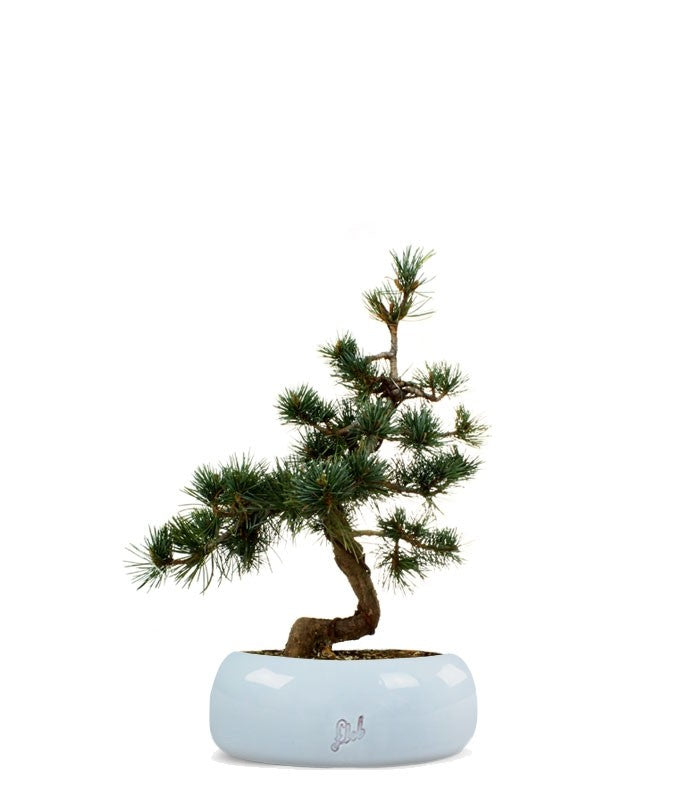 Pinus Pentaphilla M
