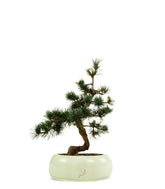 Pinus Pentaphilla M