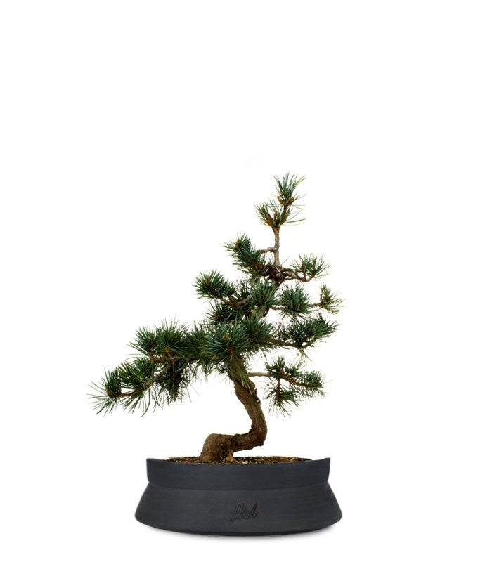 Pinus Pentaphilla M