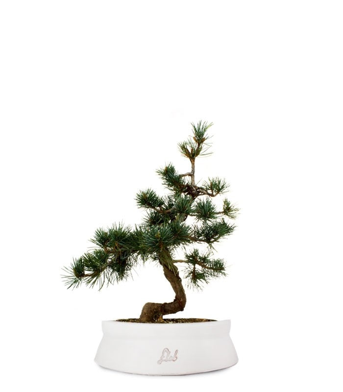Pinus Pentaphilla M