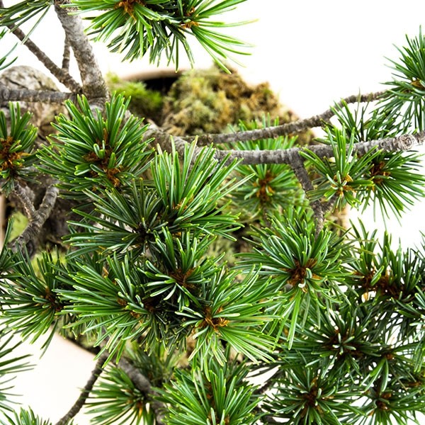 Pinus Pentaphilla M