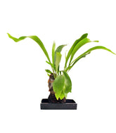 Platycerium su roccia lavica