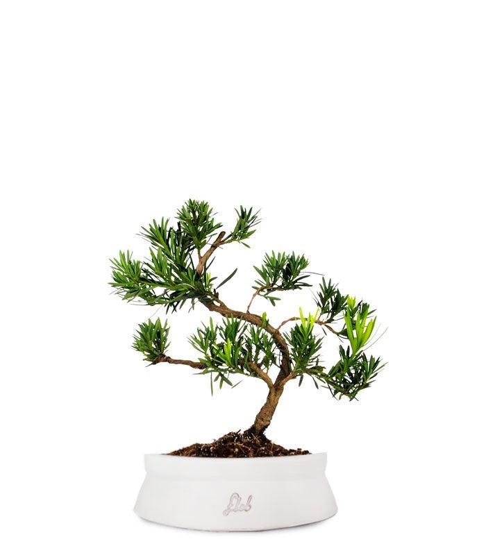 Podocarpus