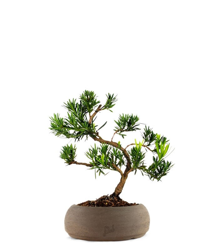 Podocarpus