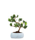 Podocarpus