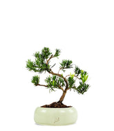 Podocarpus