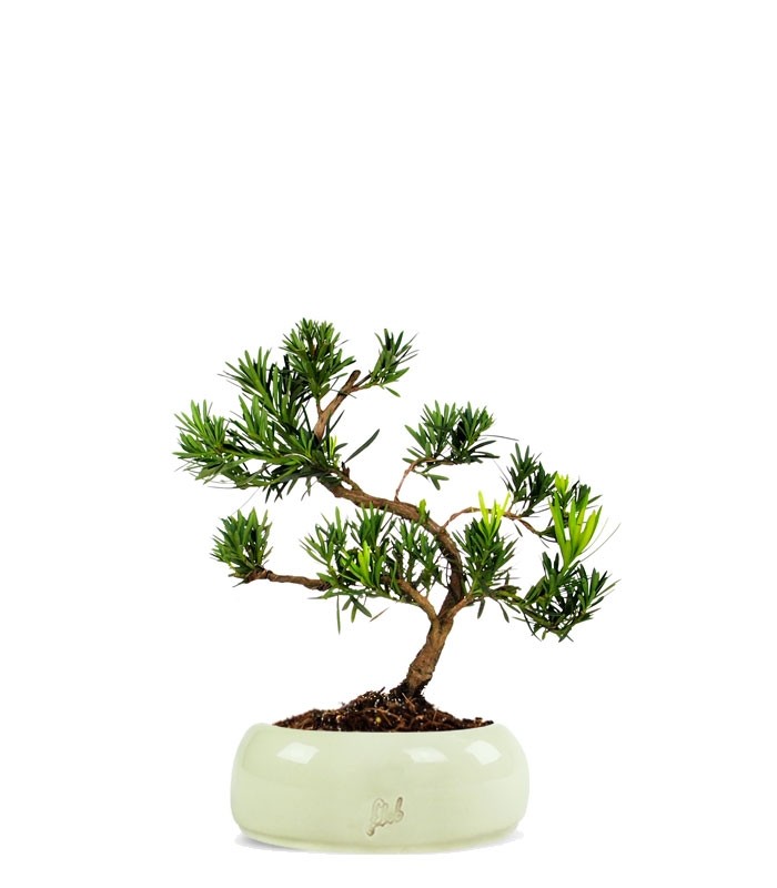 Podocarpus