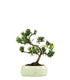 Podocarpus