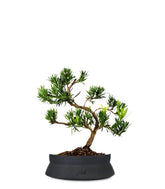 Podocarpus