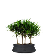 Podocarpus Boschetto L
