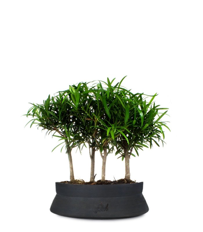 Podocarpus Boschetto L