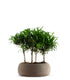 Podocarpus Boschetto L