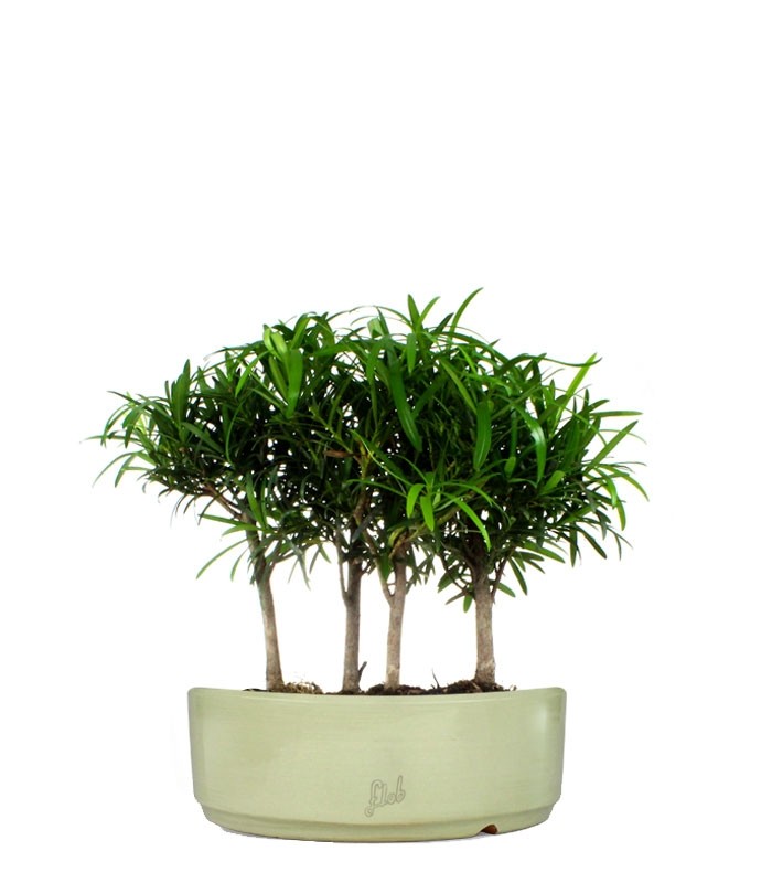 Podocarpus Boschetto L