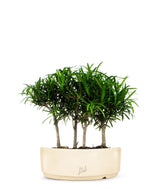 Podocarpus Boschetto L