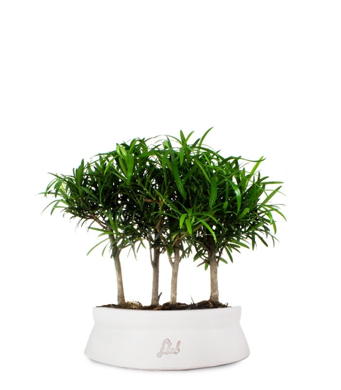 Podocarpus Boschetto L