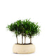 Podocarpus Boschetto L