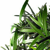 Podocarpus Boschetto L