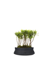 Podocarpus Boschetto S