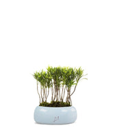Podocarpus Boschetto S