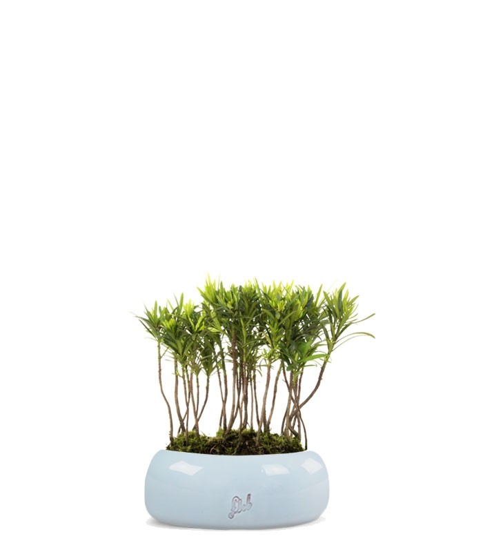 Podocarpus Boschetto S